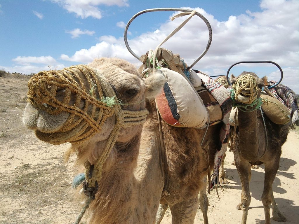 Camels with their nosecones and carrying sacks