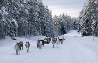 reindeer's on snowy road