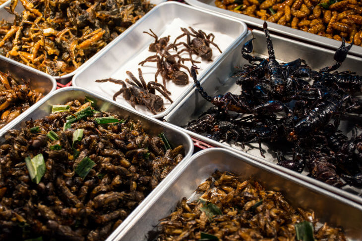 Fried bugs on display