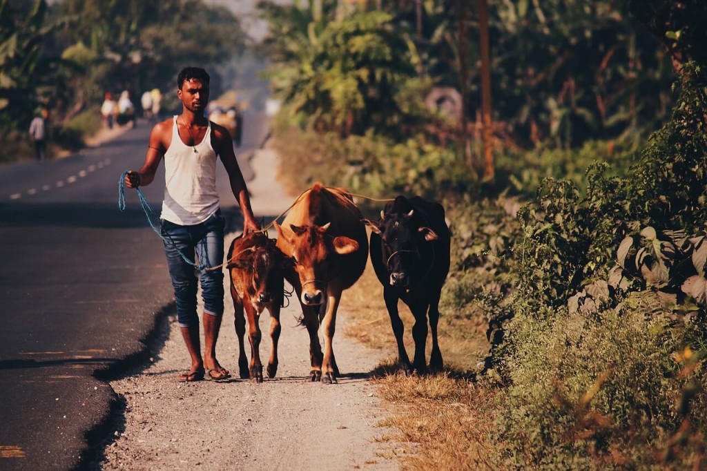 Mann mit Kühen am Straßenrand