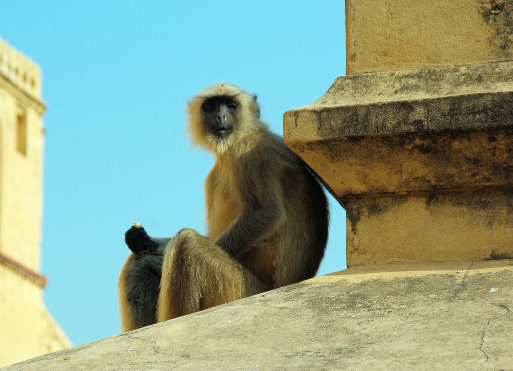 Affe auf einem Dach