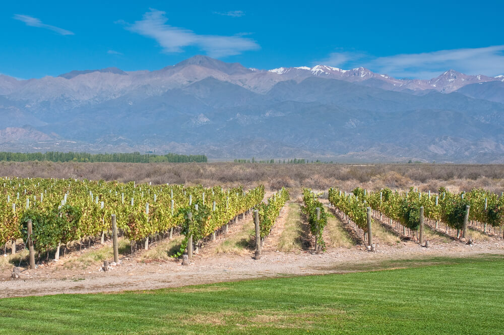 Wineyard with mountains in the background