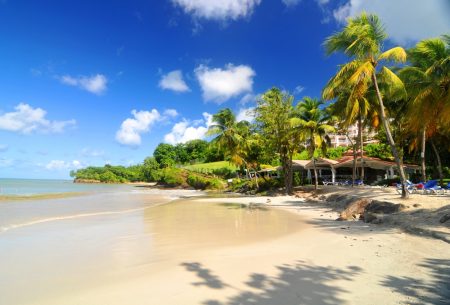 Caribbean sunny beach with palms