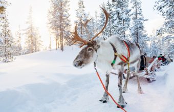 Reindeer in front of a sled